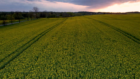 Aerial-4K-Sunset-Over-Rapeseed-Fields