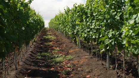 Slow-pan-between-rows-of-vineyards-in-Italy