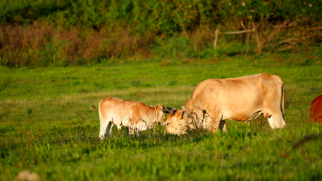 baby cow licking mother