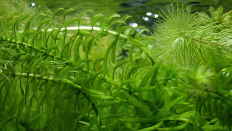tanque lleno de plantas submarinas como elodea canadensis, ceratophyllum