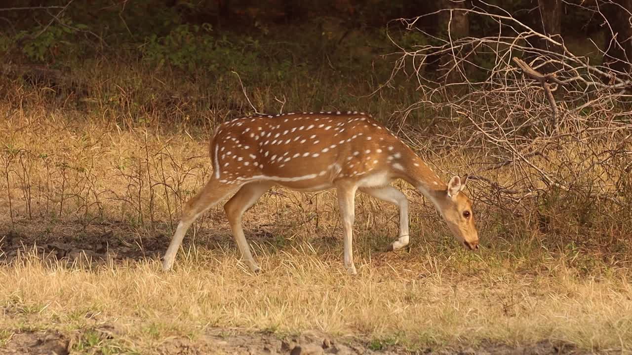 chital o cheetal, también conocido como venado manchado, venado chital y venado de eje, es una especie de venado que es nativa del subcontinente indio. parque nacional de ranthambore sawai madhopur rajasthan india