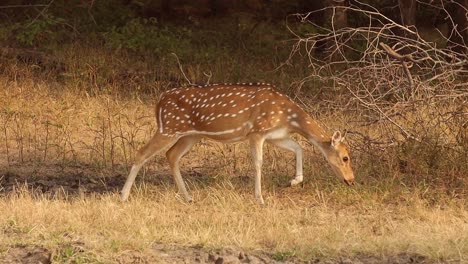 chital o cheetal, también conocido como venado manchado, venado chital y venado de eje, es una especie de venado que es nativa del subcontinente indio. parque nacional de ranthambore sawai madhopur rajasthan india