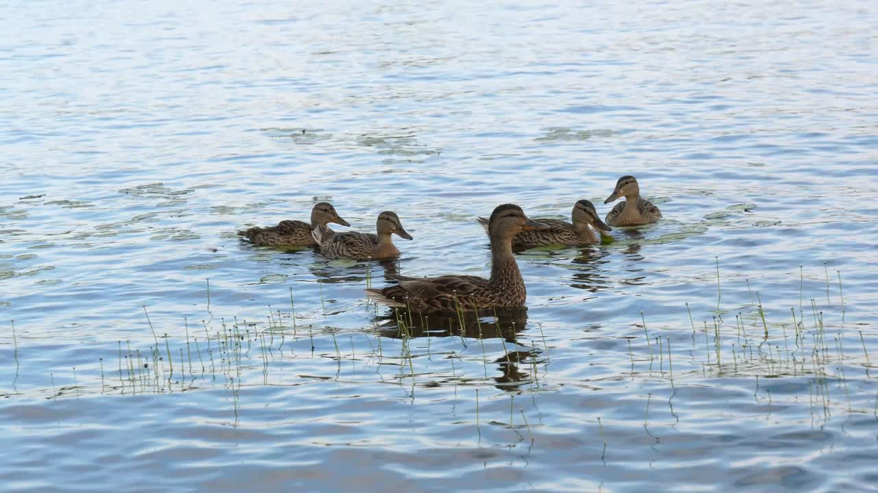 꽥꽥거리는 어미 오리를 따르는 새끼 오리 - 온타리오 호수 청둥오리 60fps