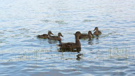 ducklings following quacking mother duck - ontario lake mallards 60fps