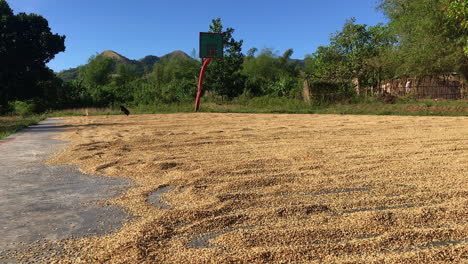 a basketball field covered with drying rice – chickens in the background v2