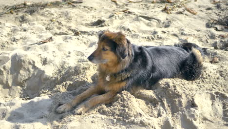 A-cute-small-brown-and-black-furry-dog-taking-a-rest-on-the-sunny,-sandy-beaches-of-Santa-Barbara,-California