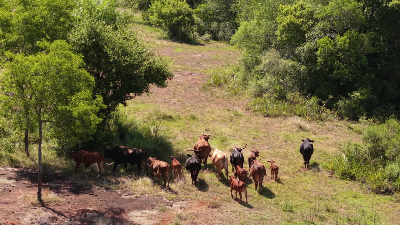 Aerial view of a group of cattle grazing and moving through a natural habitat, surrounded by trees and open fields. The drone captures the serene and peaceful atmosphere.