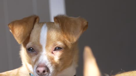 sleeping dog in the sun light