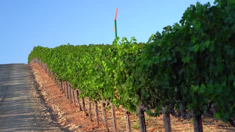 Vibrant-green-vineyard-in-the-Napa-valley-with-a-concrete-road-panning-out