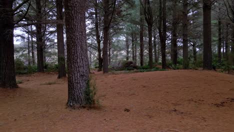 Plataforma-Rodante-Del-Bosque-De-árboles-Con-Grandes-Troncos-Bajo-La-Sombra-Del-Dosel-Cerca-De-Strahan-En-El-Oeste-De-Tasmania,-Australia