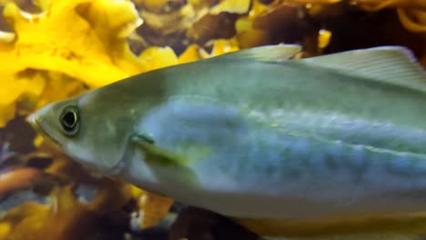 pollock swimming above seabed in front of beautiful kelp forest in sunlight