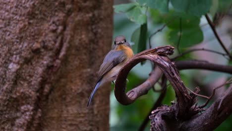 mirando directamente hacia la cámara mientras se alza en una vid rizada luego vuela hacia la izquierda, mosquito azul indochino cyornis sumatrensis hembra, tailandia
