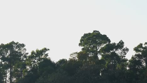 forest seen from a distance during a progressing sunset in khao yai national park, thailand