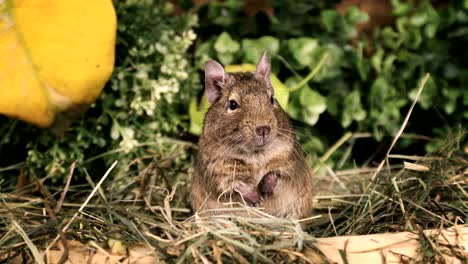 small degu in the woods