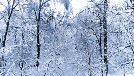 Snowy-branches-in-forest.-Winter-fairy-background