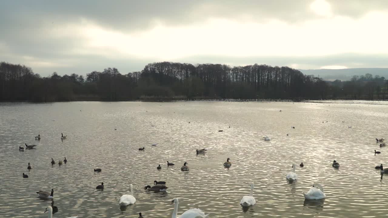 chew valley, somerset, reino unido, 30 de diciembre de 2019: diferentes variedades de aves acuáticas nadando en el embalse del chew valley