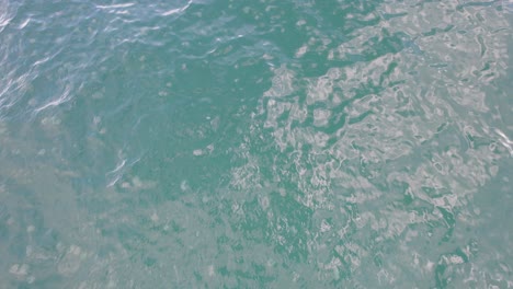 fluther of jellyfish under sea surface in new south wales, australia