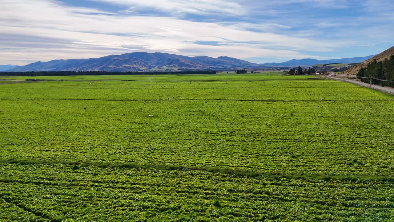 Vast green fields under a bright sky with distant mountains in Cromwell, New Zealand. Captured with steady camera movement