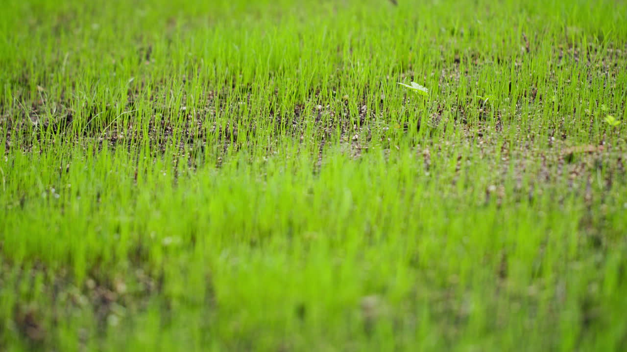 Handheld shot of growing grass. Soil showing through a few spots. Grass growing partly.