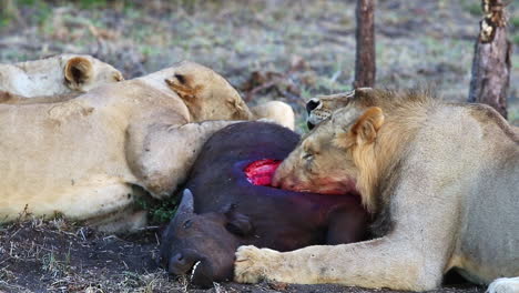 pride of lions feeding on a young african buffalo calf with the rib cage of the prey exposed, greater kruger national park