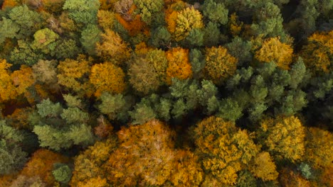 Aerial-view-of-rail-tracks-running-beside-a-forest-with-thick-yellow-autumnal-vegetation-on-one-side-and-green-grass-fields-on-the-other-side-in-Brandon-norfolk-also-known-as-Thetford