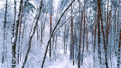 Snowy-branches-in-forest.-Winter-fairy-background