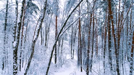 snowy branches in forest. winter fairy background