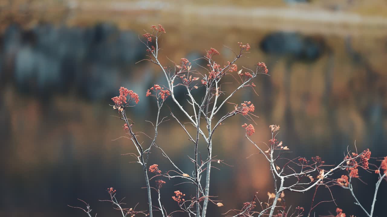 어두운 배경에 얇은 잎이 없는 가지의 클로즈업