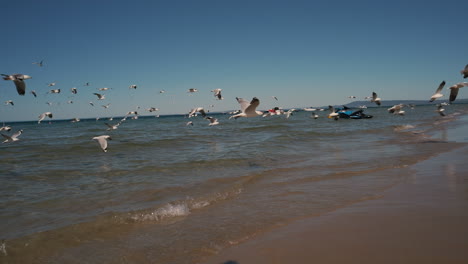 large flock of seagulls glide by on a beach