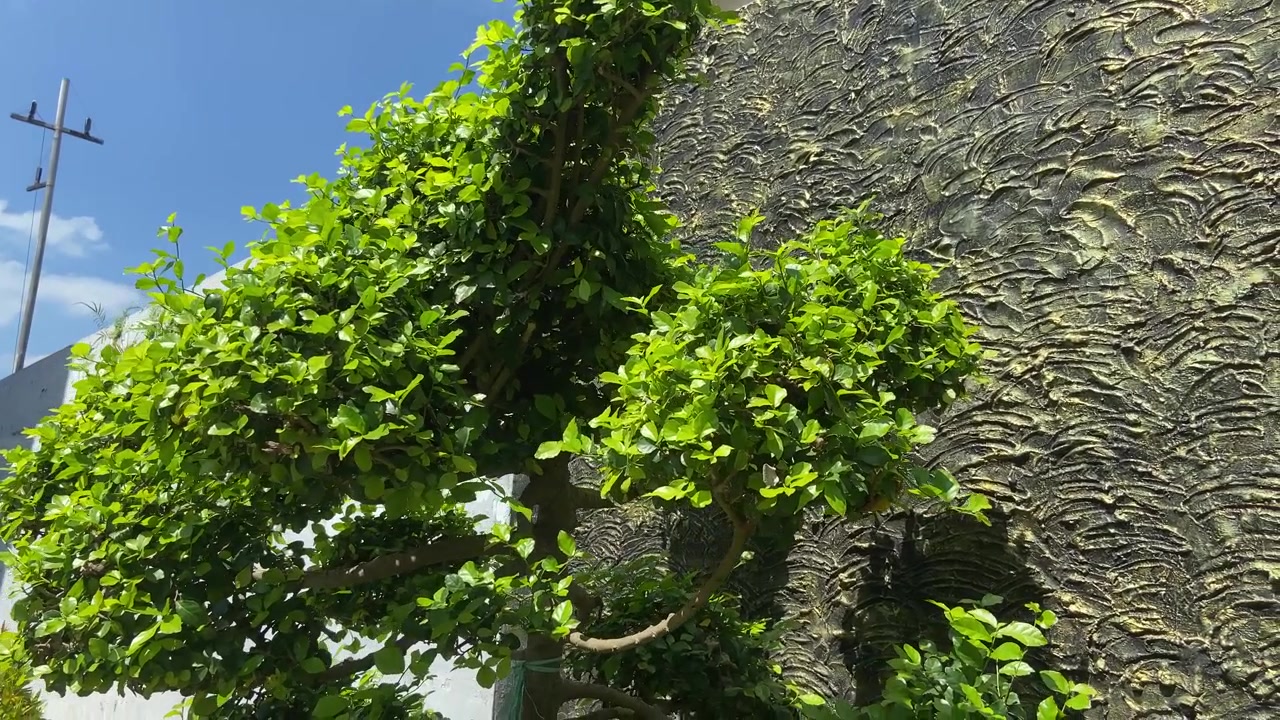 Foglie verdi vivaci che ondeggiano nella brezza contro un muro ruvido