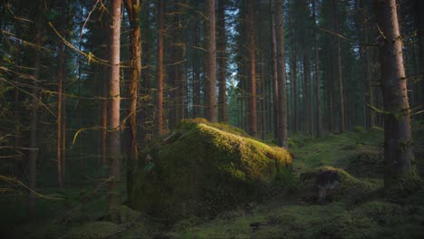 Mossy-boulder-in-dense-Swedish-pine-forest