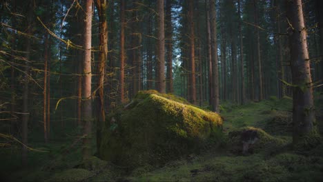 mossy boulder in dense swedish pine forest