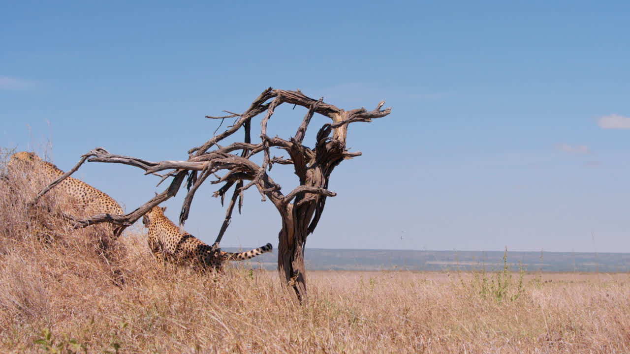 Extreem breed shot van een jachtluipaard dat op weg is naar een ander jachtluipaard in Kenia.