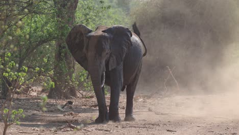 wide shot of an african elephant dust bathing, mashatu game reserve