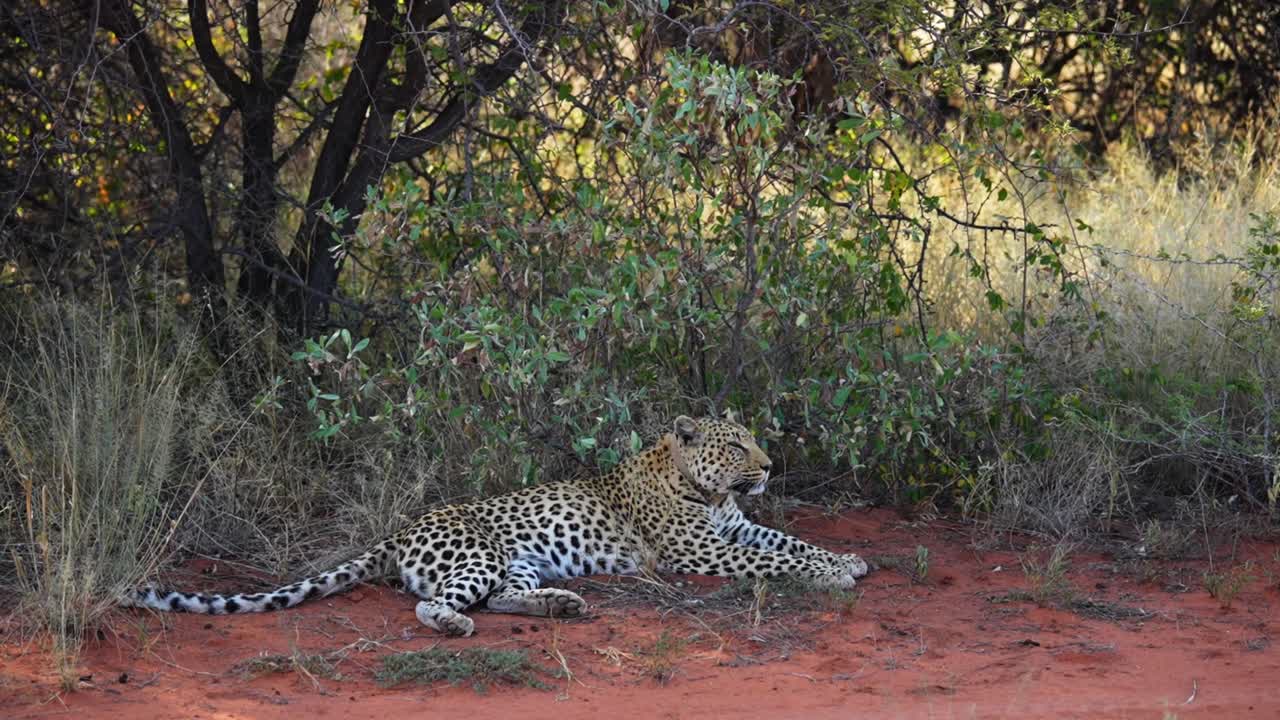 Adult leopard lies on red soil near shrubs in dry savanna at Okonjima Nature Reserve Namibia, calm daylight wildlife moment with natural textures, soft light, and quiet atmosphere outdoors