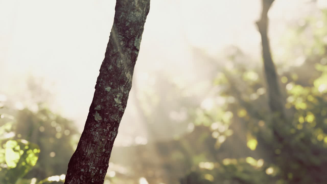 Sunlight filtering through lush forest vegetation in early morning hours