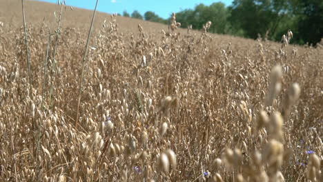 slowly walking between the ears of oats, close up and slow motion, gold plantation