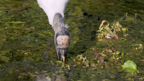 wood stork feeding in wetland