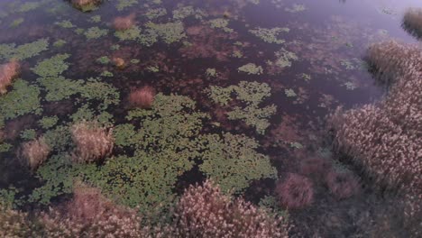 aerial moving away flight over reeds and pond lily immersed in pond waters, floodplain,istanbul,turkey