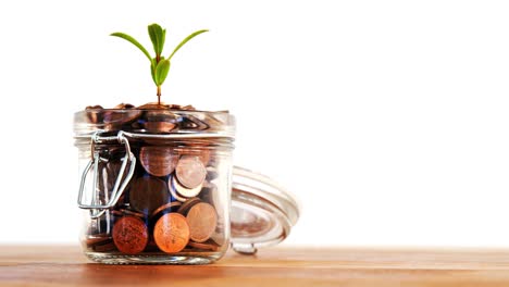 plant growing out of coins bottle