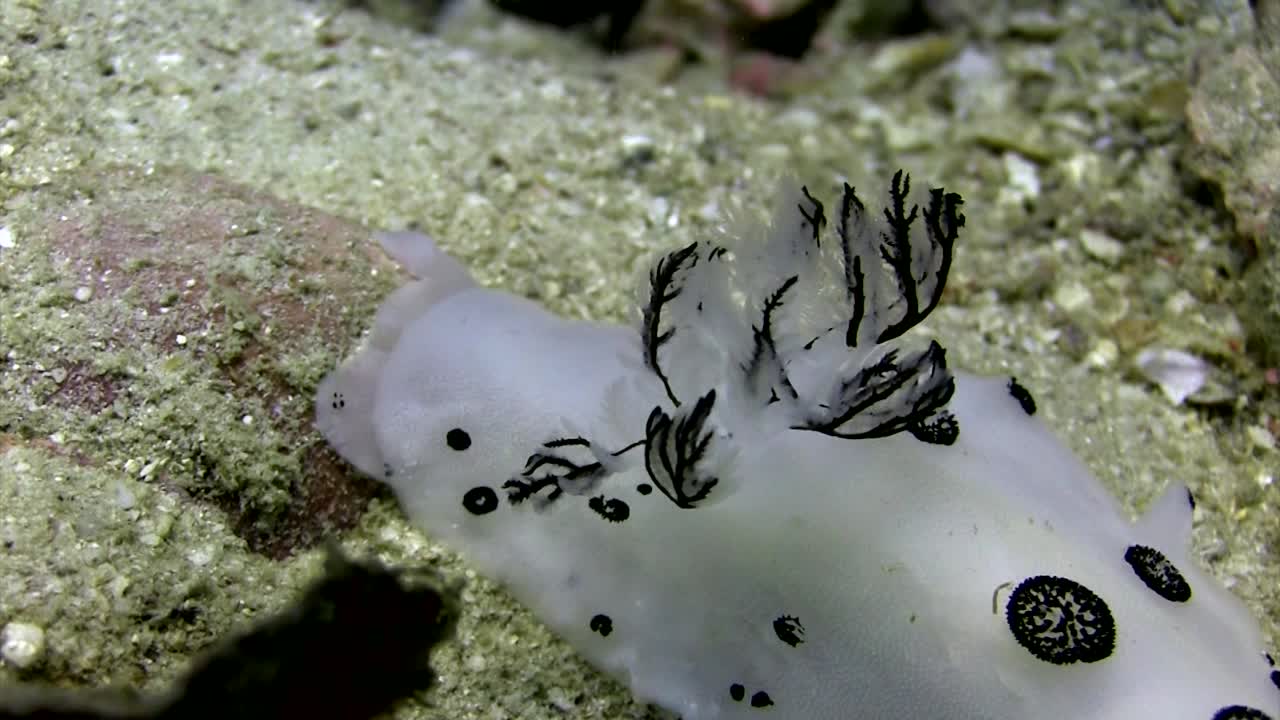 jorunna funebris nudibranquio-2