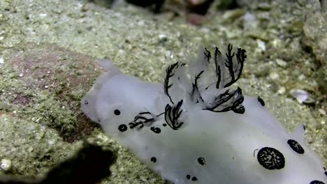 jorunna funebris nudibranch-2