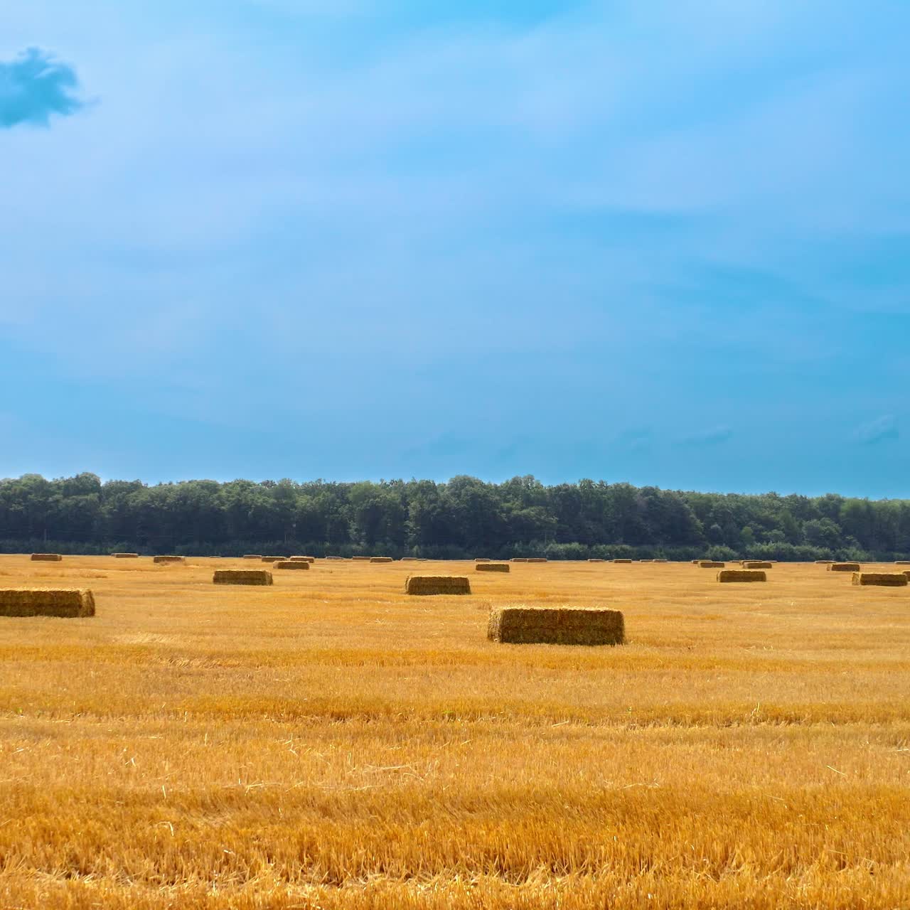 Large yellow field with many straw bales. Pressed bundles of straw scattered on field after harvesting crop. Panoramic view. Flight forward