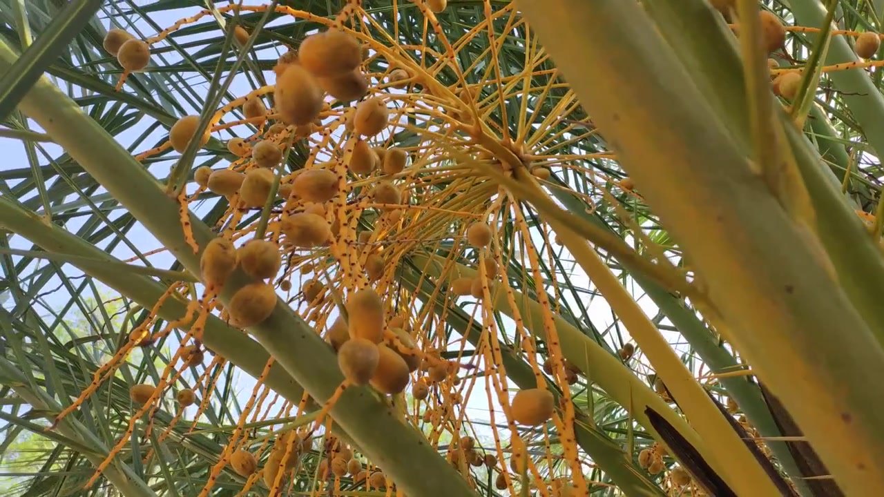 Ripping dates fruits on the tree, close up footage