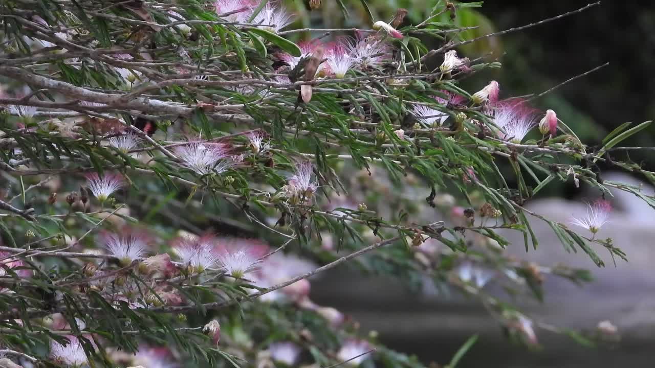 A black bird with a distinct red spot flutters among the branches, searching for a place to land on a tree adorned with pink and white flowers and vibrant green sprigs.
