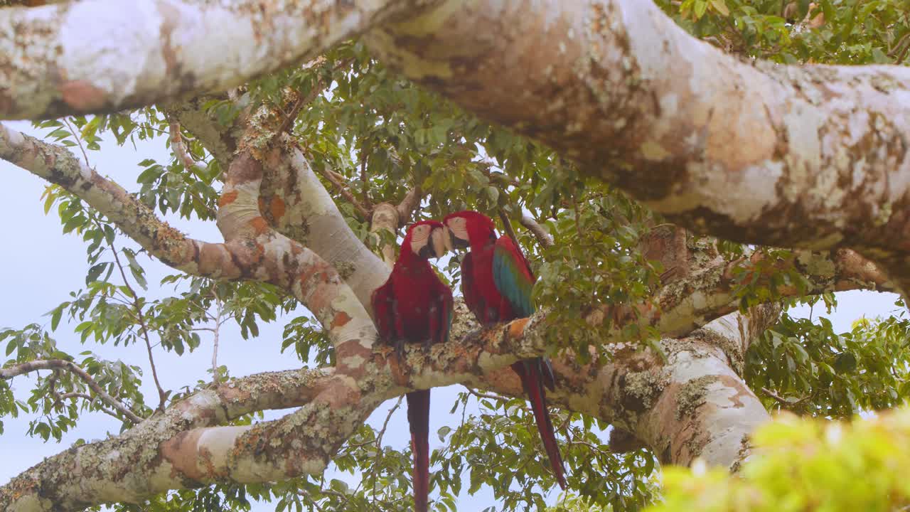 Romantic moment between green-winged macaws in the heart of Peru’s Amazon rainforest.