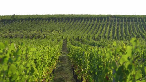 vineyards rows growing on the hills of hunawihr outskirts in eastern france