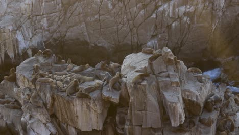 Sea-Lions-on-top-of-the-island-in-Arequipa