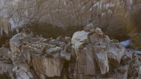 lobos marinos en la cima de la isla en arequipa