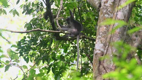 seen on a branch holding tight as it looks around from a higher vantage point in the forest during a windy day, spectacled leaf monkey, trachypithecus obscurus, kaeng krachan national park, thailand